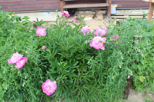 IMG_8053.JPG