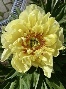 9BA33D07-B981-4B1B-8CAA-EE8B85F0C1F5.jpeg