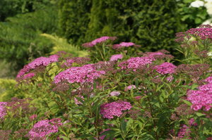 DSC03836.JPG
