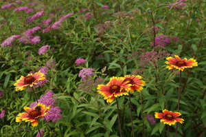 DSC03796.JPG