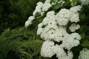 DSC07113.JPG
