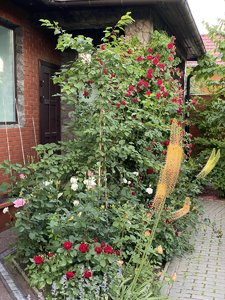 37E39090-AAA5-4CB6-8A03-A3E837A06F35.jpeg