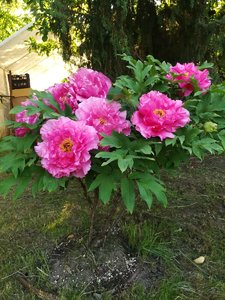 IMG_20220625_175141.jpg