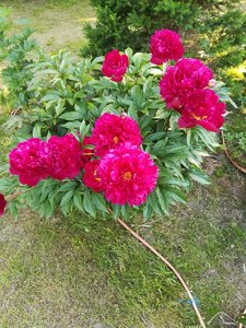 IMG_20220625_175108.jpg