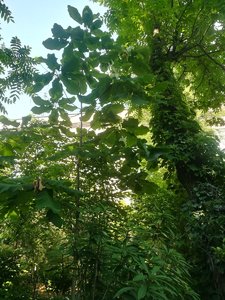 IMG_20220627_155314.jpg