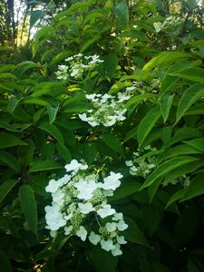 IMG_20220627_170842.jpg