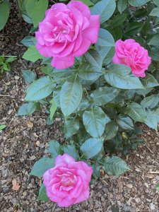 D3196BCF-B658-43BD-AD8B-FFAA869F77C7.jpeg