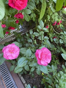 9691BE83-9E75-4B30-86AF-9C4D029F1EF7.jpeg