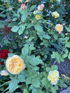 E2A55D81-9477-4BDC-B8CA-52320E156DED.jpeg