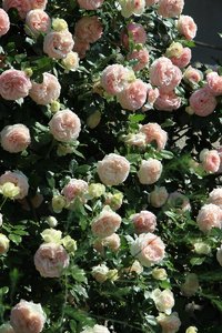 IMG_2234.JPG