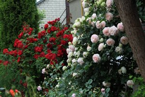 IMG_2386.JPG
