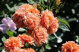 IMG_2535.JPG