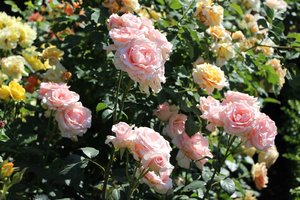 IMG_2539.JPG