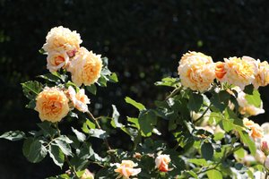 IMG_2540.JPG