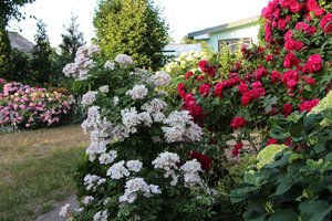 IMG_2720.JPG