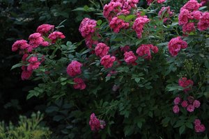 IMG_2767.JPG