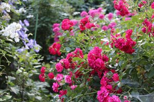 IMG_2735.JPG