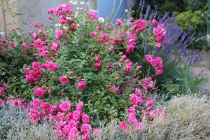 IMG_2740.JPG