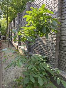 68E941A2-69DA-4895-B67A-593867ABC2FD.jpeg
