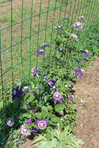 IMG_8135.JPG