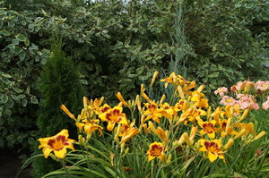 DSC04181.JPG