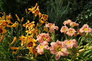 DSC04137.JPG