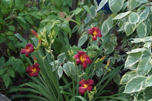 DSC04115.JPG