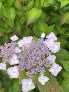 1F0E21DB-25BD-4363-A833-7492AA7AC538.jpeg