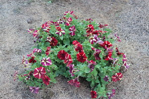 IMG_8189.JPG