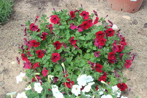 IMG_8198.JPG