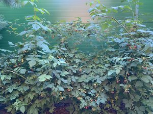 73A12650-DB99-422E-A935-933A71C67744.jpeg