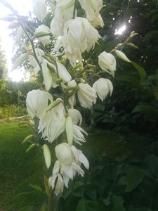 IMG_20220724_075223.jpg