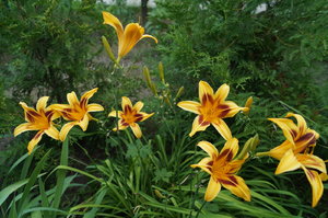 DSC04316.JPG
