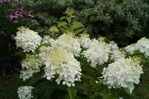 DSC04272.JPG
