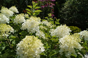 DSC04224.JPG