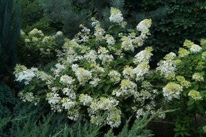 DSC00881.JPG