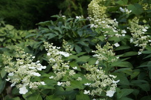 DSC00868.JPG