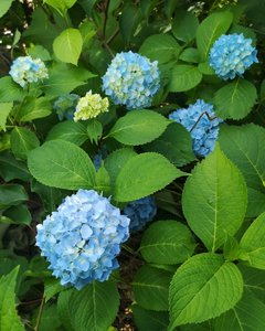 IMG_20220803_152648.jpg