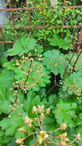 IMG_20220618_072023.jpg