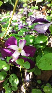 IMG_20220728_105307.jpg