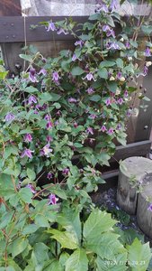 IMG_20220720_202114.jpg