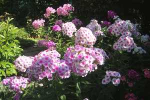 флок1.jpg