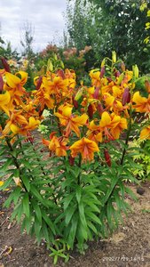IMG_20220729_181531.jpg