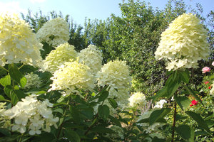 ламлайт.jpg