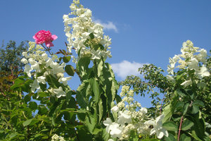 левана.jpg