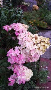 IMG_20220820_204311.jpg