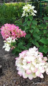 IMG_20220817_192522.jpg