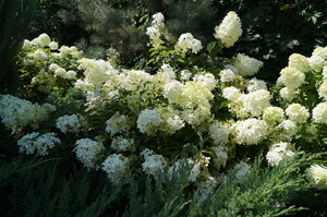 DSC01005.JPG