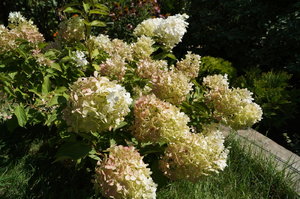 DSC04463.JPG