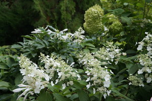 DSC00893.JPG